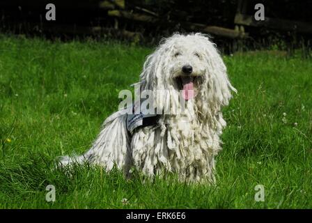 Puli sitzen Stockfoto