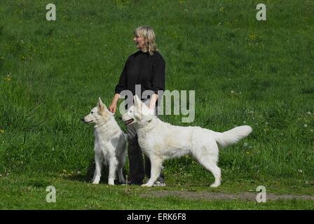 Weißer Schweizer Schäferhund springen Stockfoto