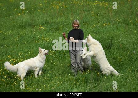 Weißer Schweizer Schäferhund springen Stockfoto