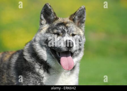 Akita-Inu Stockfoto