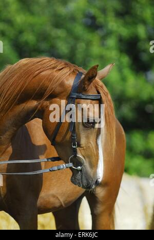 Arabisches Pferd Porträt Stockfoto