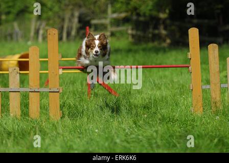 Border-Collie springen Stockfoto