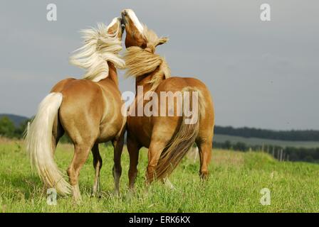 Bekämpfung der Ponys Stockfoto