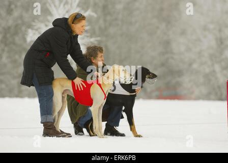 ab salukis Stockfoto