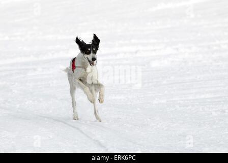 Saluki laufen Stockfoto