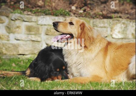 Hovawart Stockfoto