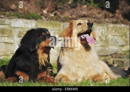 Hovawart Stockfoto