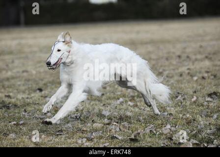 laufenden Barsoi Stockfoto