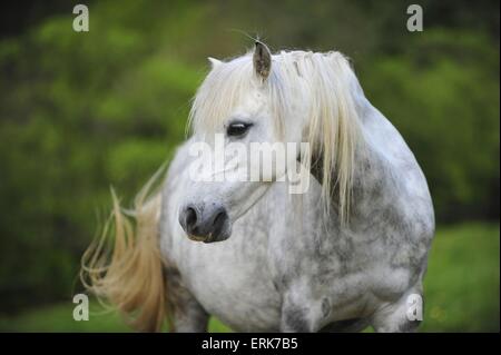 Welsh Pony Portrait Stockfoto