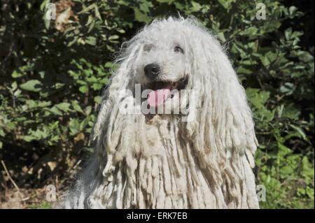 Puli-Portrait Stockfoto