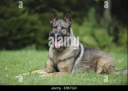 Deutscher Schäferhund Stockfoto