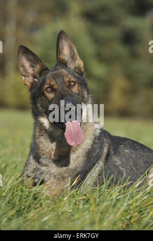 Deutscher Schäferhund Stockfoto