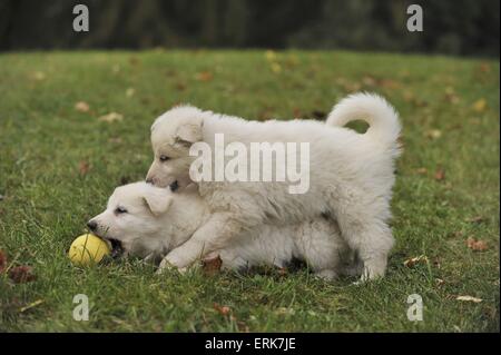 Weiße Schweizer Schäferhund Welpen Stockfoto