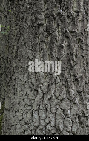 alten Eichenrinde Hintergrundtextur Stockfoto