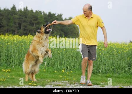 Leonberger spielen Stockfoto