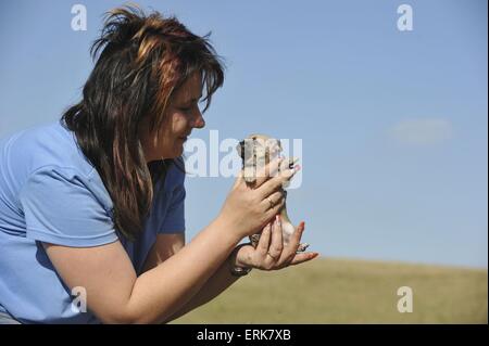 Frau mit Chihuahua Welpen Stockfoto