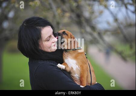 Rhodesian Ridgeback Welpen Stockfoto