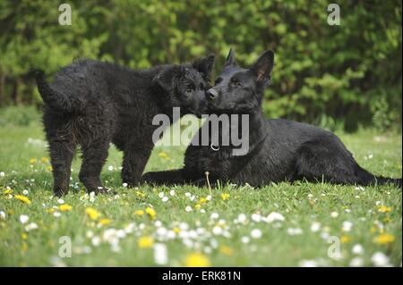 Deutsche Schäferhunde Stockfoto