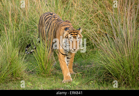 Tiger zu Fuß in den Büschen Stockfoto