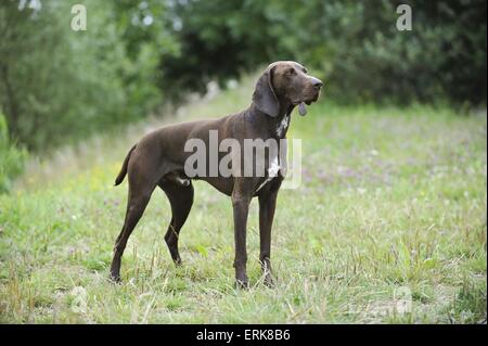 Deutscher Kurzhaariger Vorstehhund Stockfoto