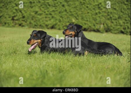 Deutscher Jagdterrier liegend Stockfoto