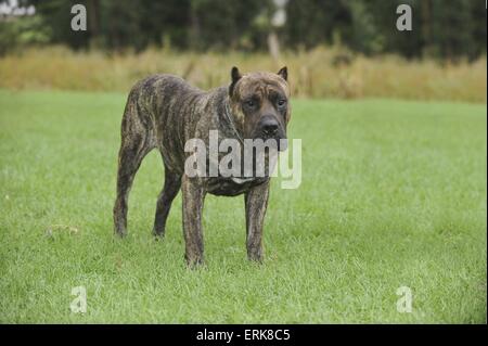 Dogo Canario Stockfoto