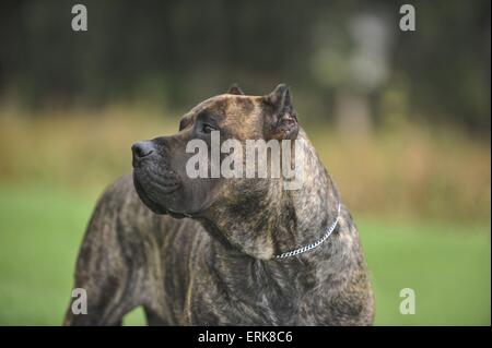 Dogo Canario Portrait Stockfoto