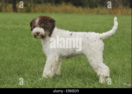 Lagotto Romagnolo Stockfoto