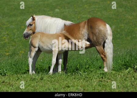 Haflinger-Fohlen Stockfoto