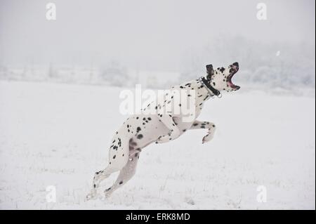 Dalmatiner springen Stockfoto