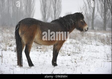 Exmoor Pony Stockfoto