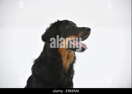 Hovawart-Portrait Stockfoto