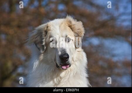 Pyrenäenberghund Hund portrait Stockfoto