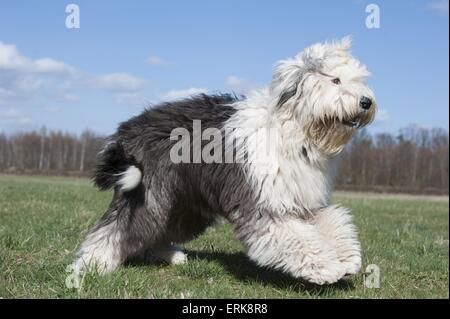 Old English Sheepdog ausgeführt Stockfoto