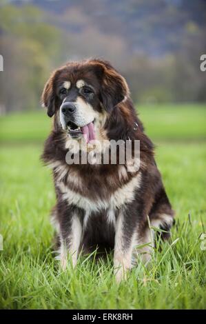 Do Khyi sitzen Stockfoto