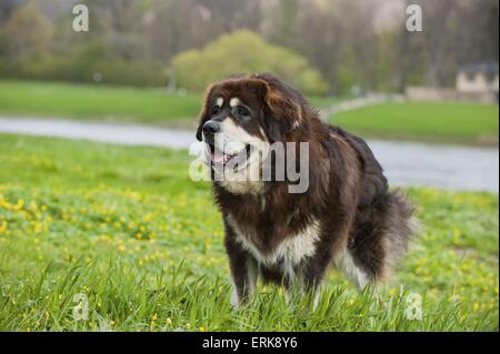 Tibet-Dogge Stockfoto