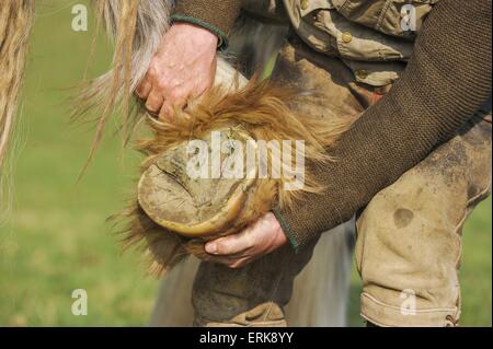 Shire Horse HUF Stockfoto