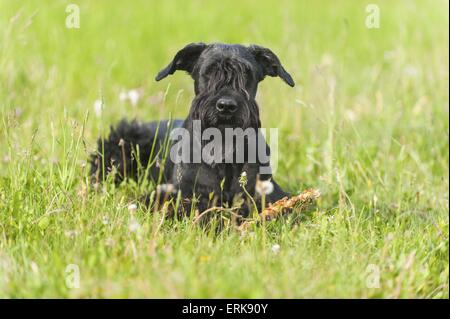 liegenden Riesenschnauzer Stockfoto