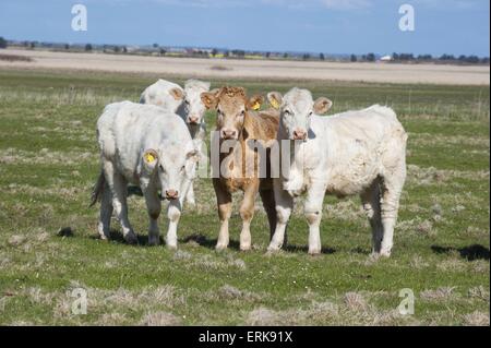 Charolais Stockfoto