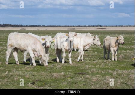 Charolais Stockfoto