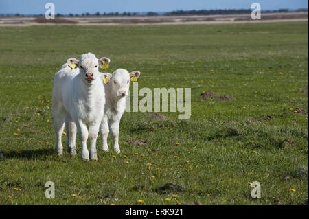 Charolais Stockfoto