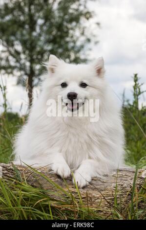 liegenden japanischen Pommern Stockfoto