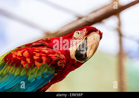 Nahaufnahme der Kopf Bildniss rot Ara oder Ara Kakadus Papageien im zoo Stockfoto