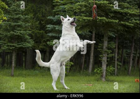 Weiße Schweizer Schäferhund springen Stockfoto