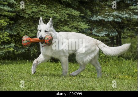 Weiße Schweizer Schäferhund spielen Stockfoto