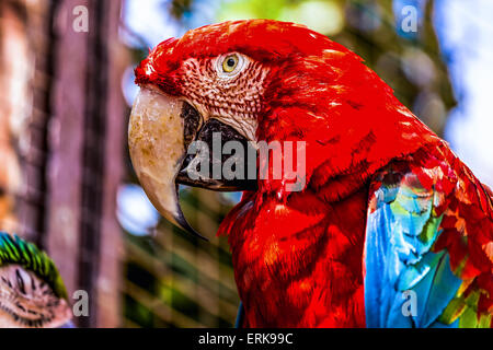 Nahaufnahme der Kopf Bildniss rot Ara oder Ara Kakadus Papageien im zoo Stockfoto