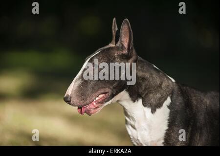 Miniatur Bullterrier Portrait Stockfoto