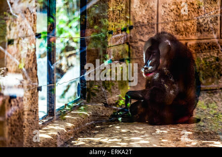 Affe Dril sitzen im Zoo Zelle Stockfoto