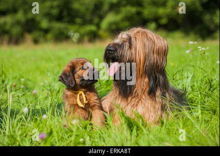 2 Berger de Brie Stockfoto