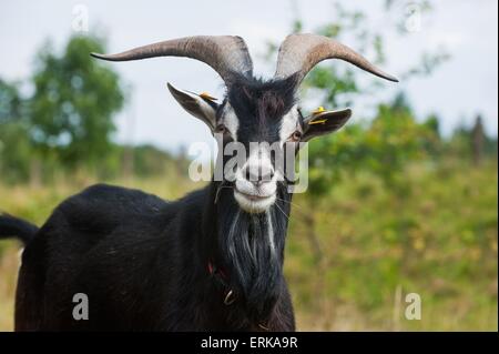 Ziege Stockfoto